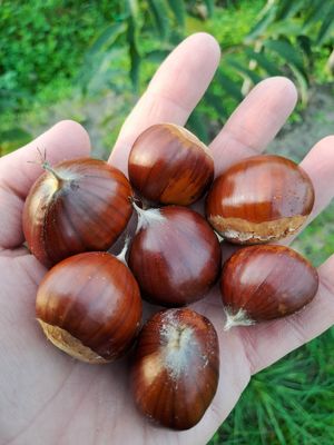 Précose Migoule Tamme kastanje Castanea sativa x crenata hybrides grootvruchtig grote kastanjes