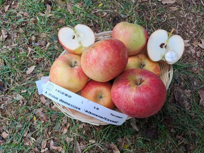 appel Alkmene Cevaal Malus domestica