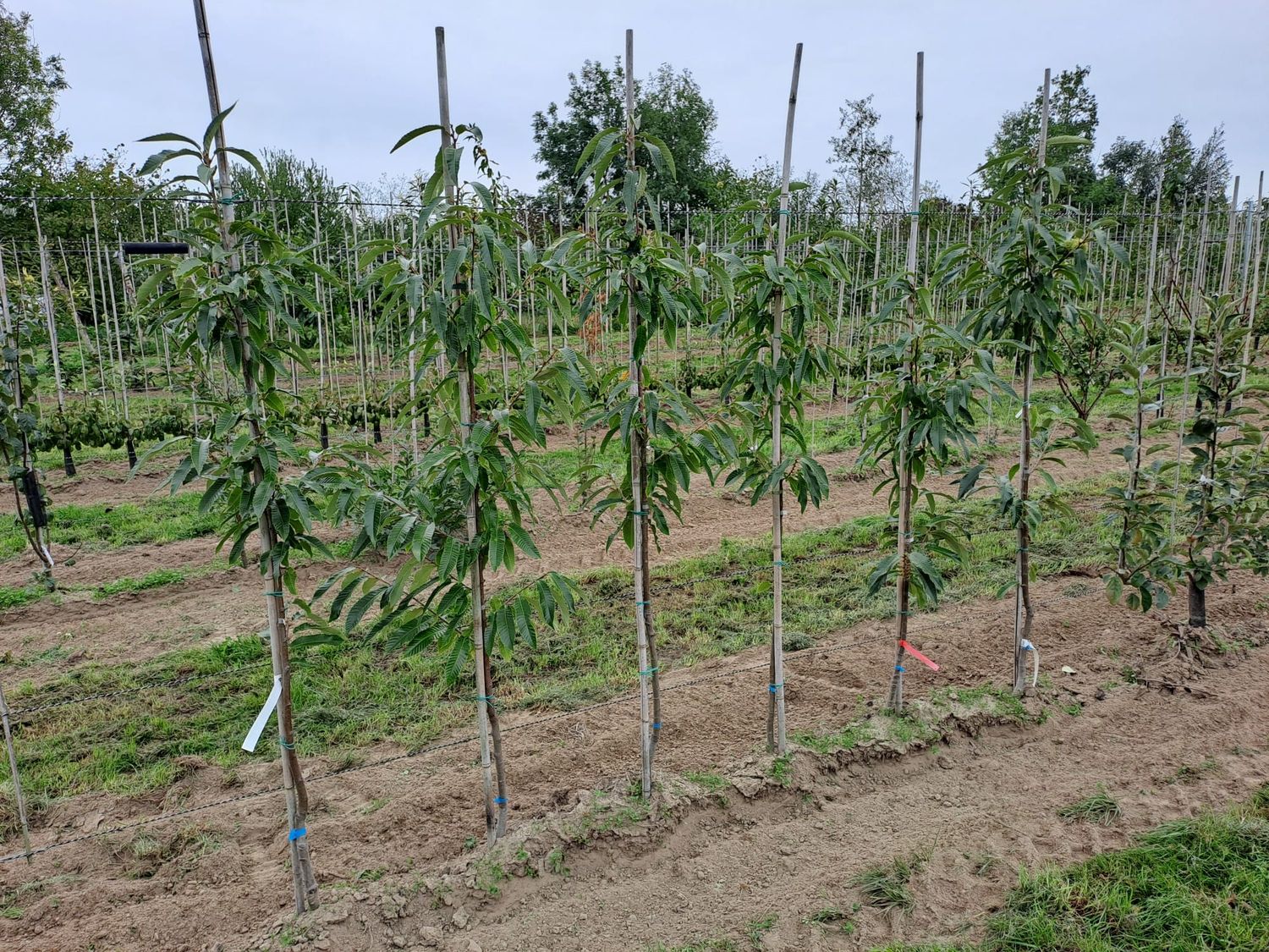 Jeanette ((sativa x crenata) x mollissima)