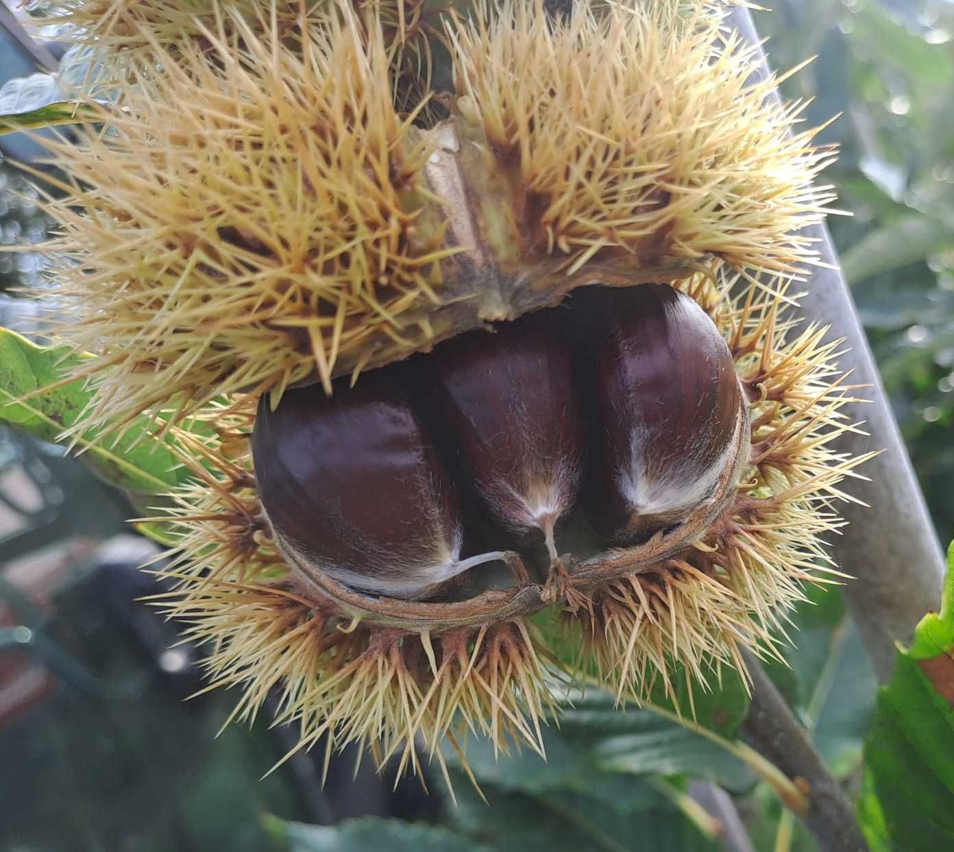 Hongaarse cultivars (sativa) chestnut Iharosberényi 2 in bur tamme kastanje Castanea sativa Hungary De Bomelaar