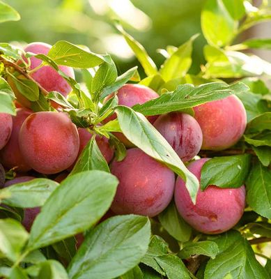 Kaapse pruim - June Blood