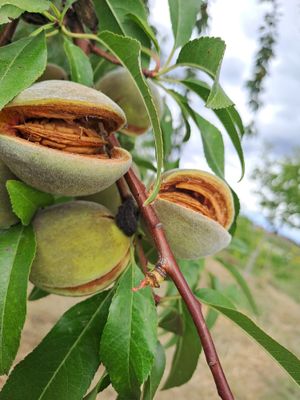 Prunus dulcis Robijn amandel winterhard De Bomelaar