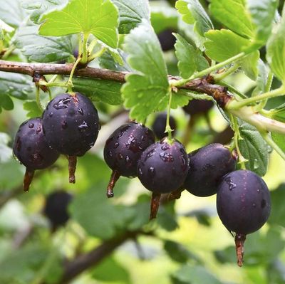 Jostabes of Caseille Jostabes of Caseille