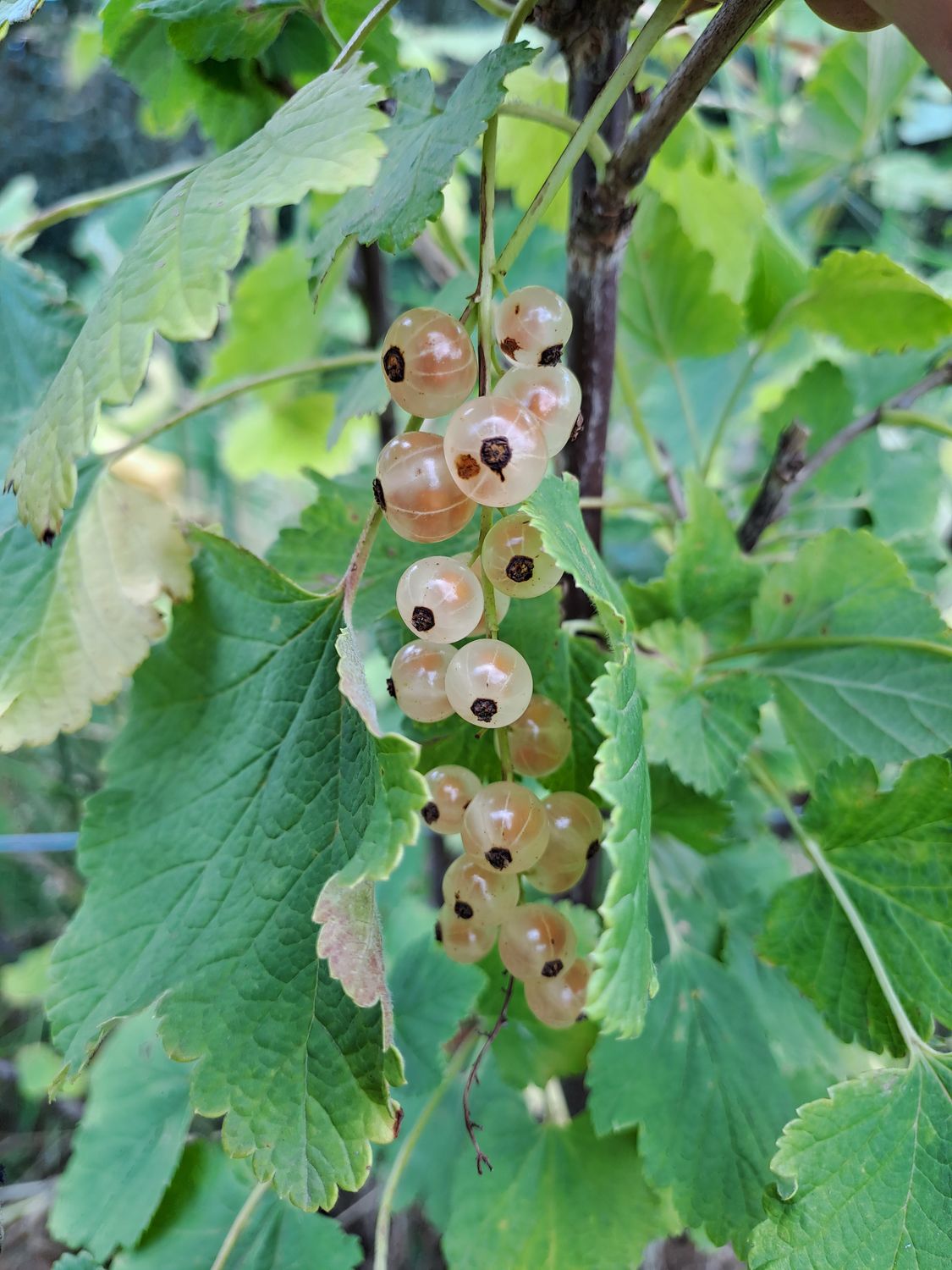 Ribes Rubrum witte trosbes Blanka
