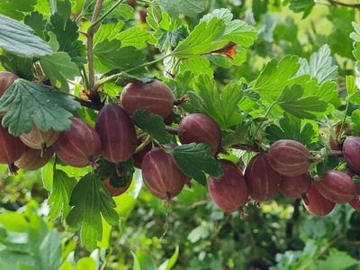 Captivator Ribes Uva crispa Captivator stekelbes kruisbes De Bomelaar