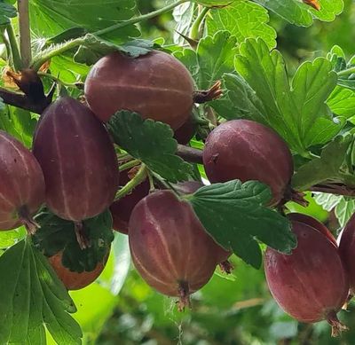 Ribes Uva-crispa stekelbes kruisbes Captivator rode kruisbes groot