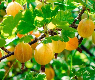 Hinnonmäki geel Hinnonmäki geel