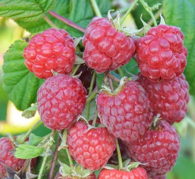 Autumn Bliss Autumn Bliss