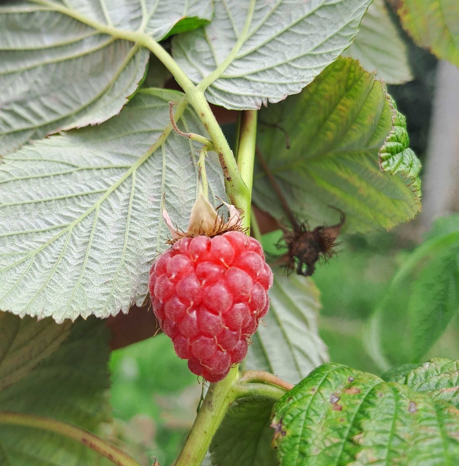 Rubus idaeus Tulameen zomerframboos framboos De Bomelaar