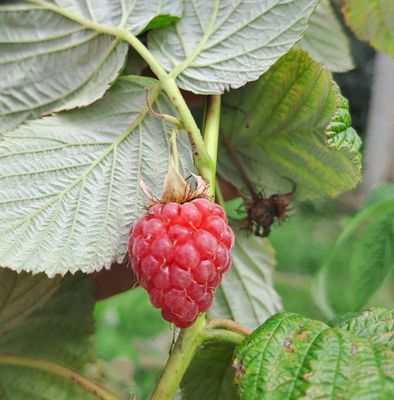 Tulameen Rubus idaeus Tulameen zomerframboos framboos De Bomelaar