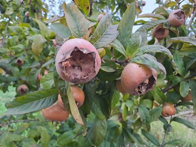 Mespilus germanicus Bredase reus Dutch giant mispel De Bomelaar vrucht