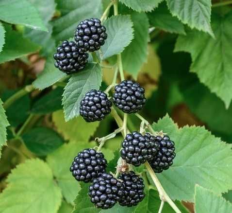 Doornloze braam 'Chester Thornless'