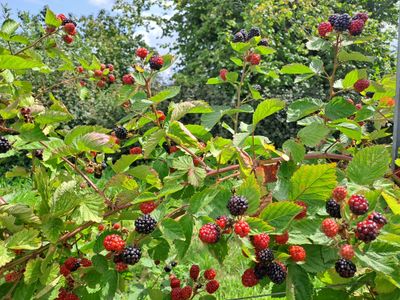Chester Thornless doornloze braam Rubus fruticosus De Bomelaar