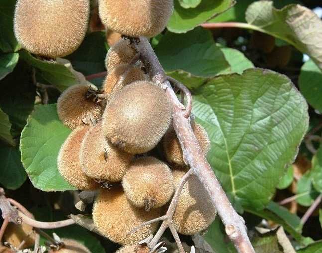 Kiwi 'Solissimo'