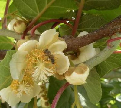 Kiwi 'Solissimo'
