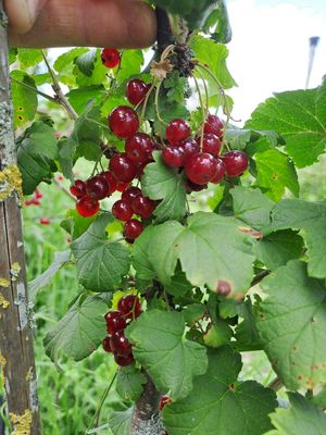 Ribes rubrum De Bomelaar rode aalbes trosbes Junifer