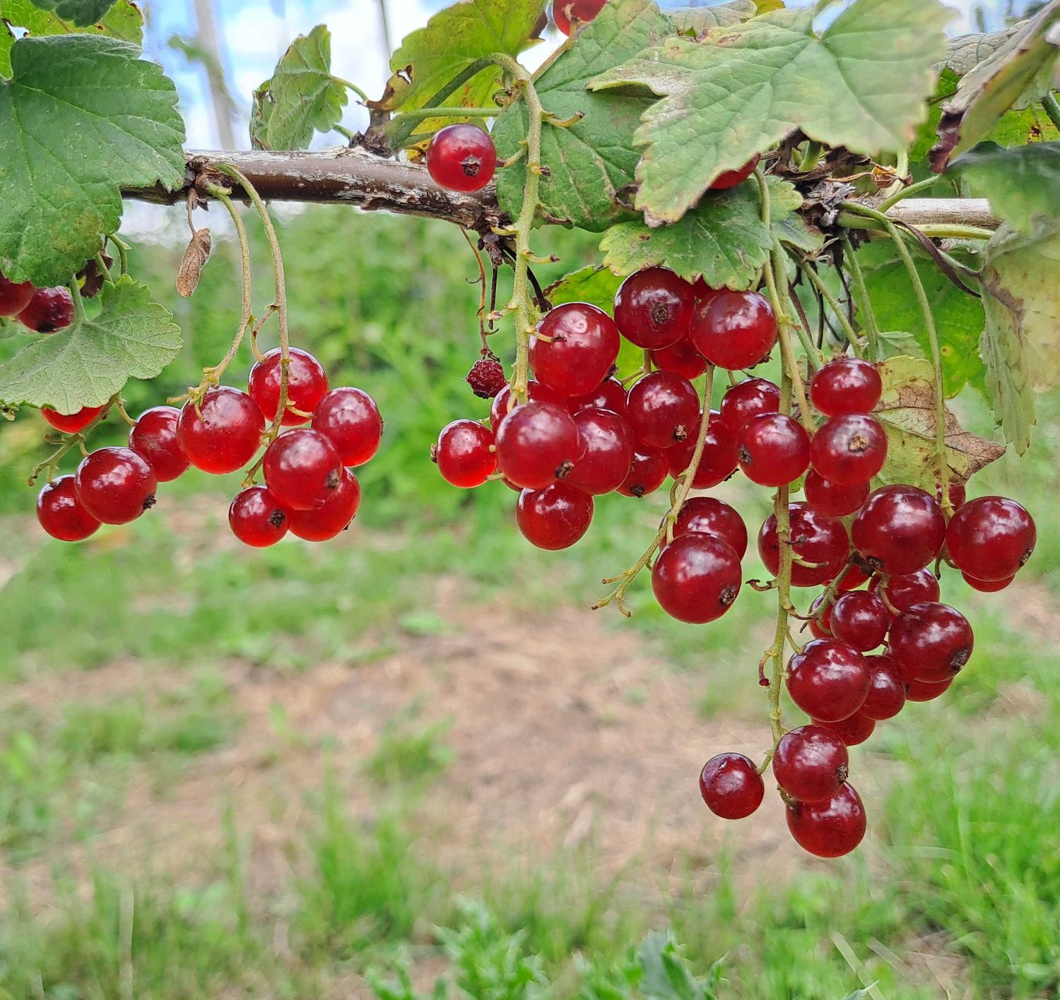fruit Junifer rode trosbes aalbes Ribes rubrum