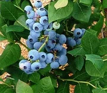 Bluecrop