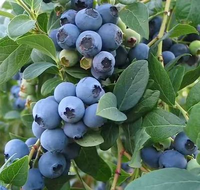 Bluecrop