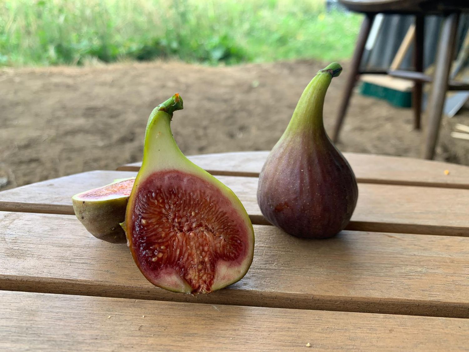 Pastilière Rouge de Bordeaux vijg Ficus carica De Bomelaar zomervijg