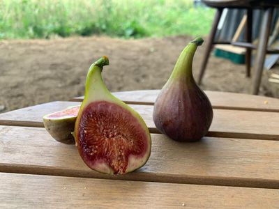 Pastilière Pastilière Rouge de Bordeaux vijg Ficus carica De Bomelaar zomervijg