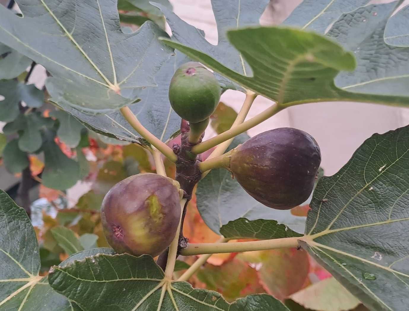 Ficus carica vijg Ronde van Bordeaux de bomelaar