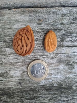 Prunus dulcis persica amandel Robijn De Bomelaar