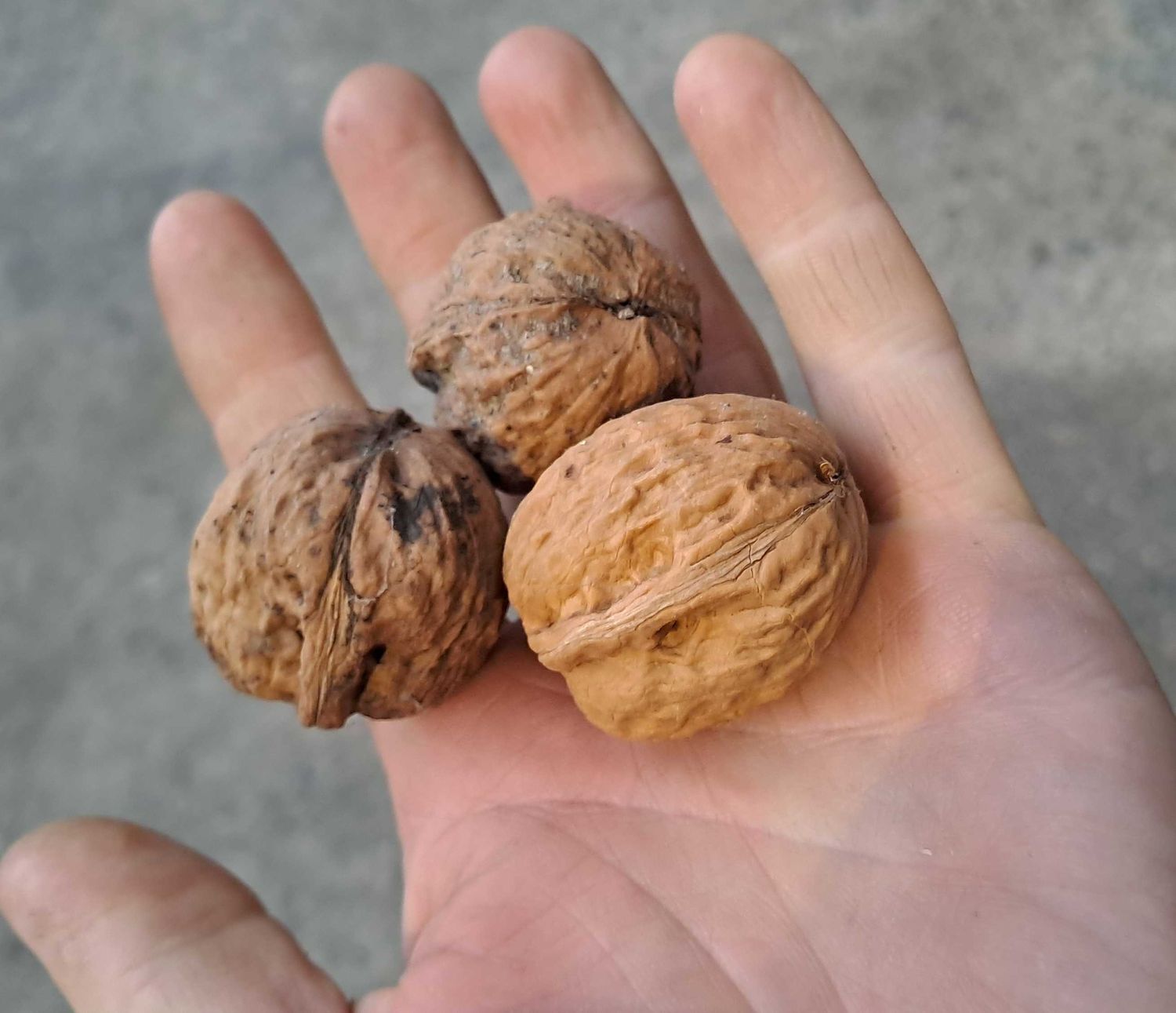 Rijkevorsel Rijkevorsel