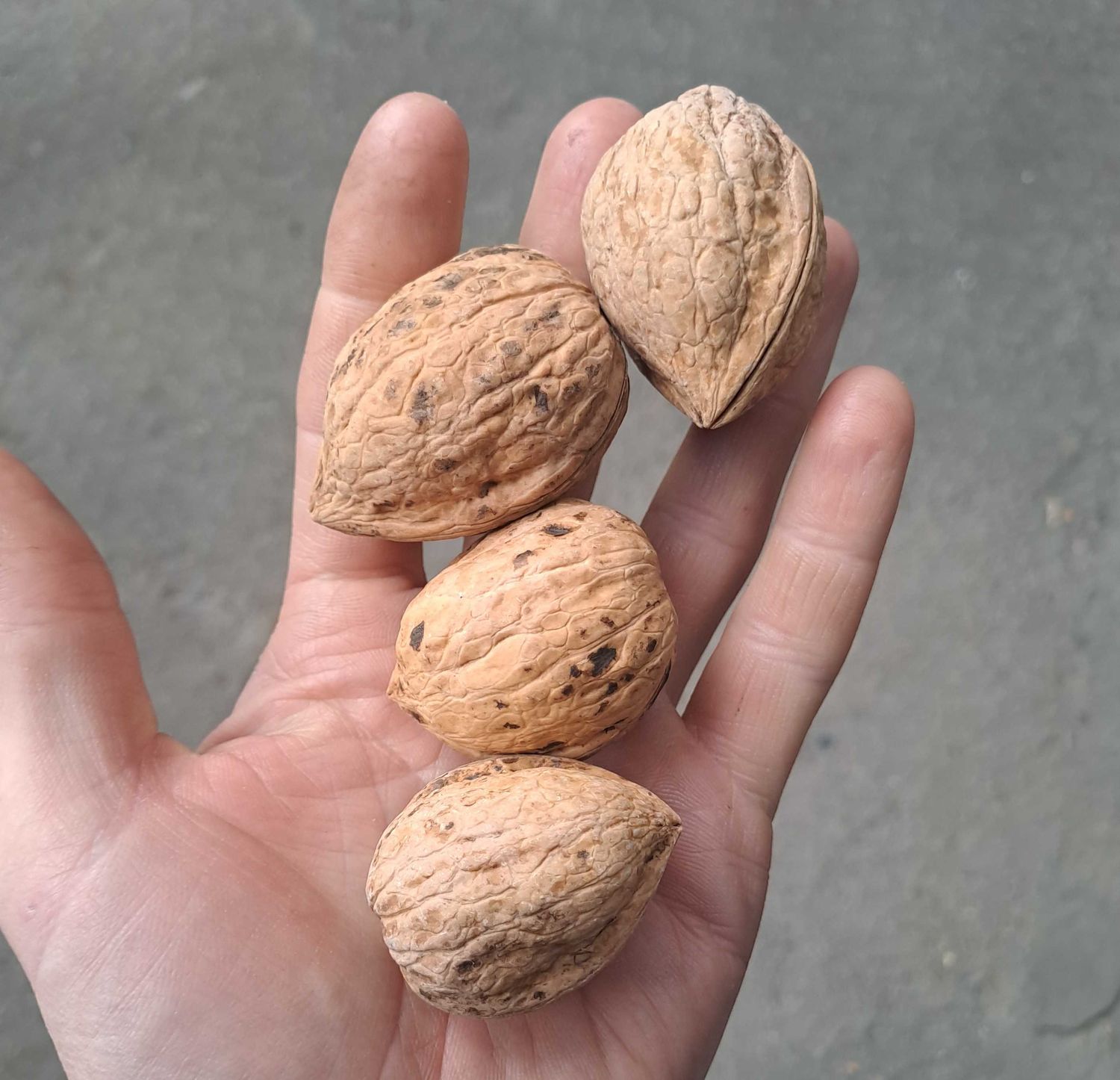 Germisara Germisara walnoot okkernoot Juglans Regia grote bewaarnoot olie