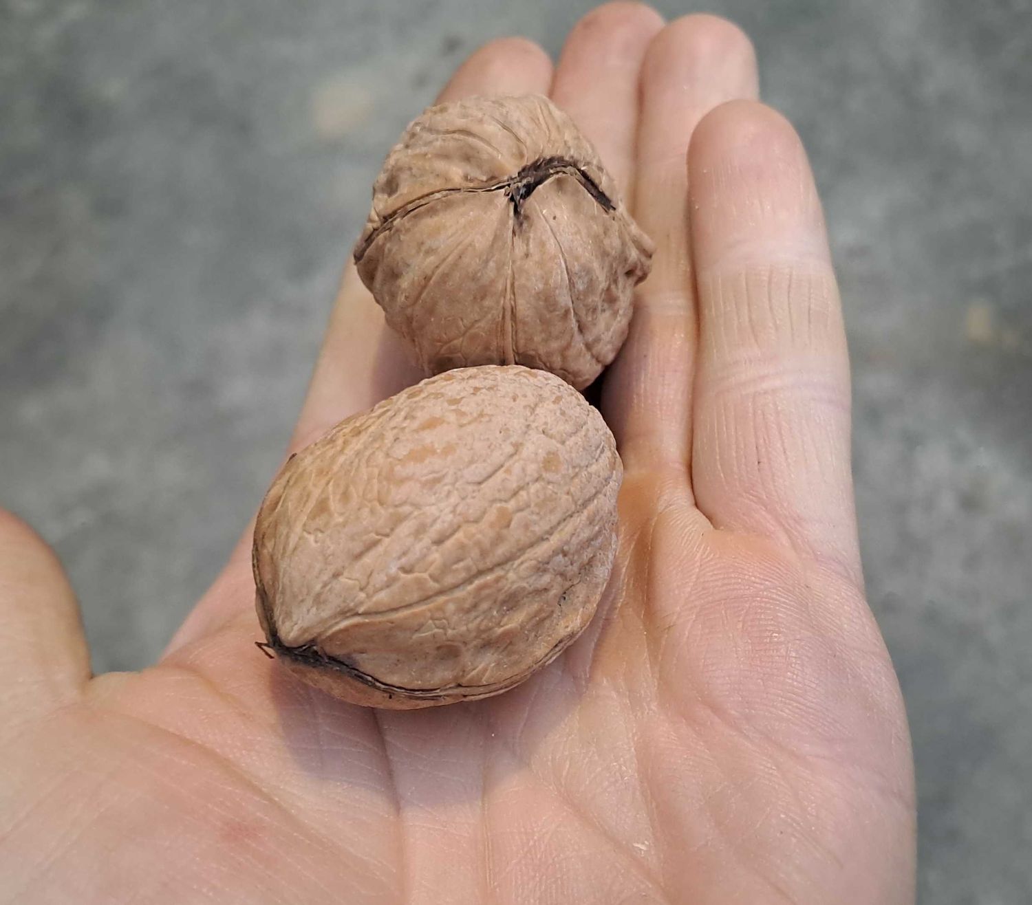 walnoot Plovdivski Proslavski Juglans Regia De Bomelaar