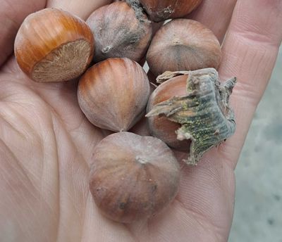 Corabel in huls, hazelnoot, Corylus avellana, noisette