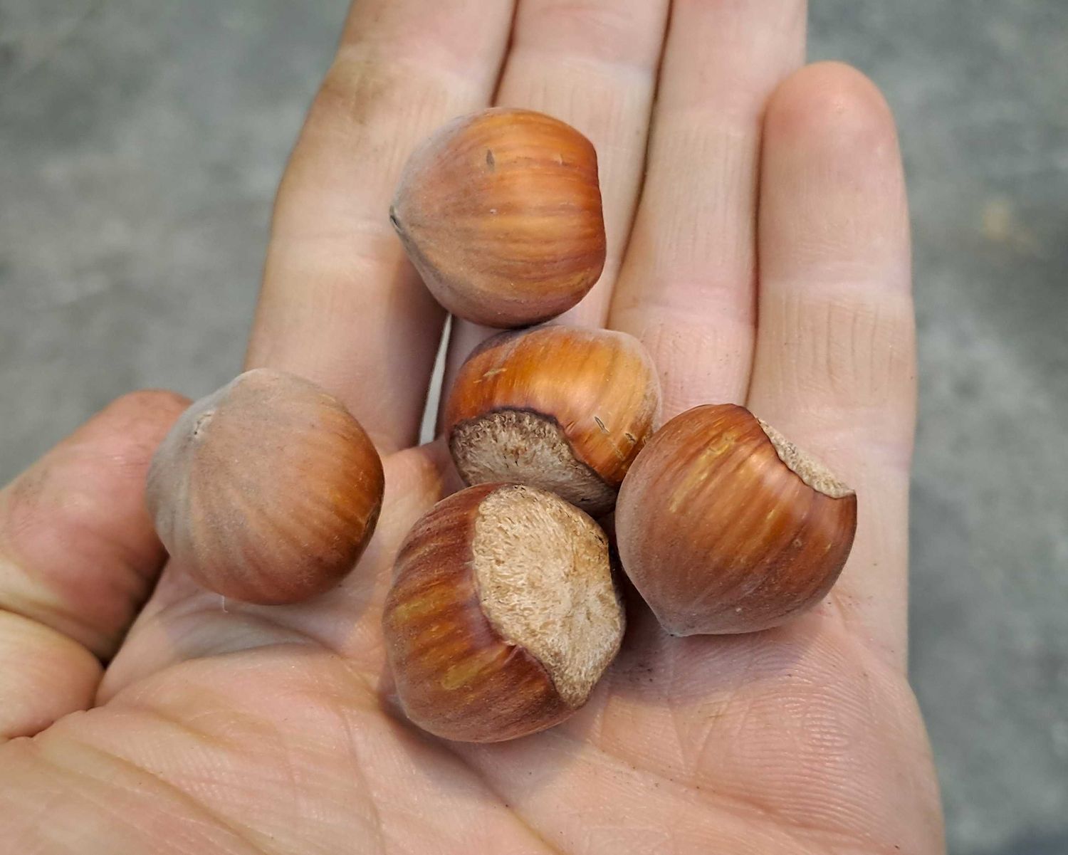 hazelnoot haselnut Corabel Fercoril De Bomelaar