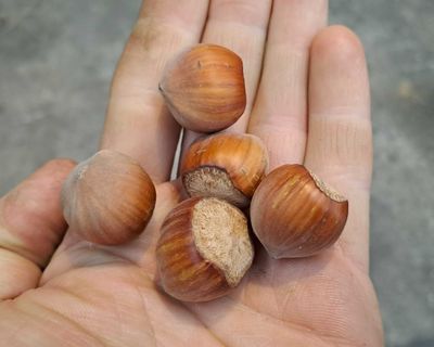 hazelnoot haselnut Corabel Fercoril De Bomelaar