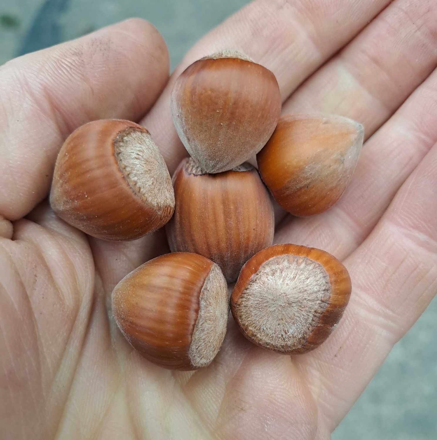 Corylus avellana hazelnoot nut Hallesche Riesen, Merveille de Bollwiller, Géant de Halle
