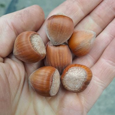 Corylus avellana hazelnoot nut Hallesche Riesen, Merveille de Bollwiller, Géant de Halle