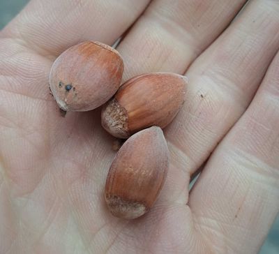 Hazelnoot Nottinham Corylus avellana De Bomelaar