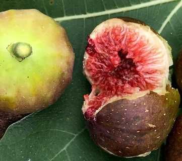 Brown Turkey Brown Turkey