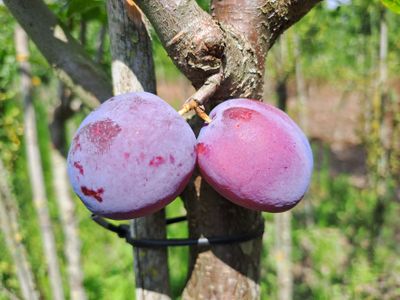 prunus domestica czar De Bomelaar