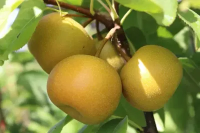 Nijisseiki (nashi peer)