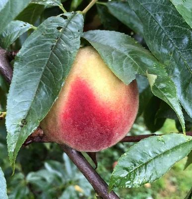 Steenfruit andere