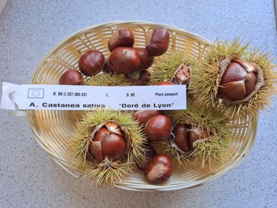 Castanea sativa Marron de Lyon Doré de Lyon tamme kastanje De Bomelaar