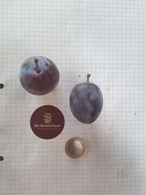 pruim prunus domestica De Bomelaar Altesse Simple Hauszwetsche