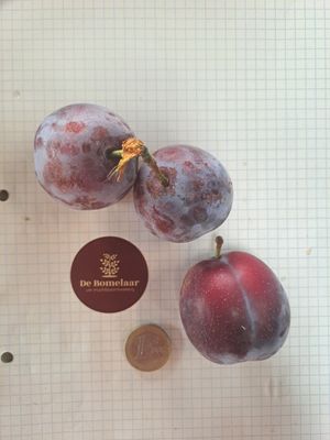 De Bomelaar pruim Prunus domestica Anna Spath