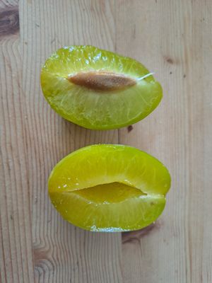 Belle de Thuin pruim prunus domestica