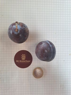 De Bomelaar Bleu de Belgique Prunus domestica pruim