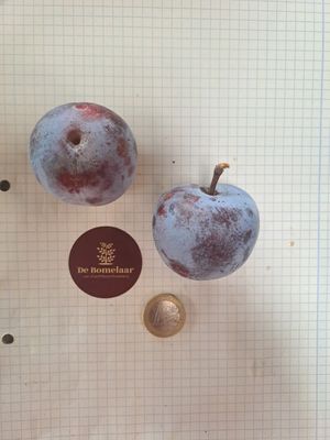 Conducta Reine Claude d'Althans Pruim De Bomelaar