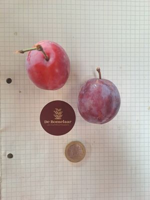 De Bomelaar pruim Prunus domestica Queen Victoria