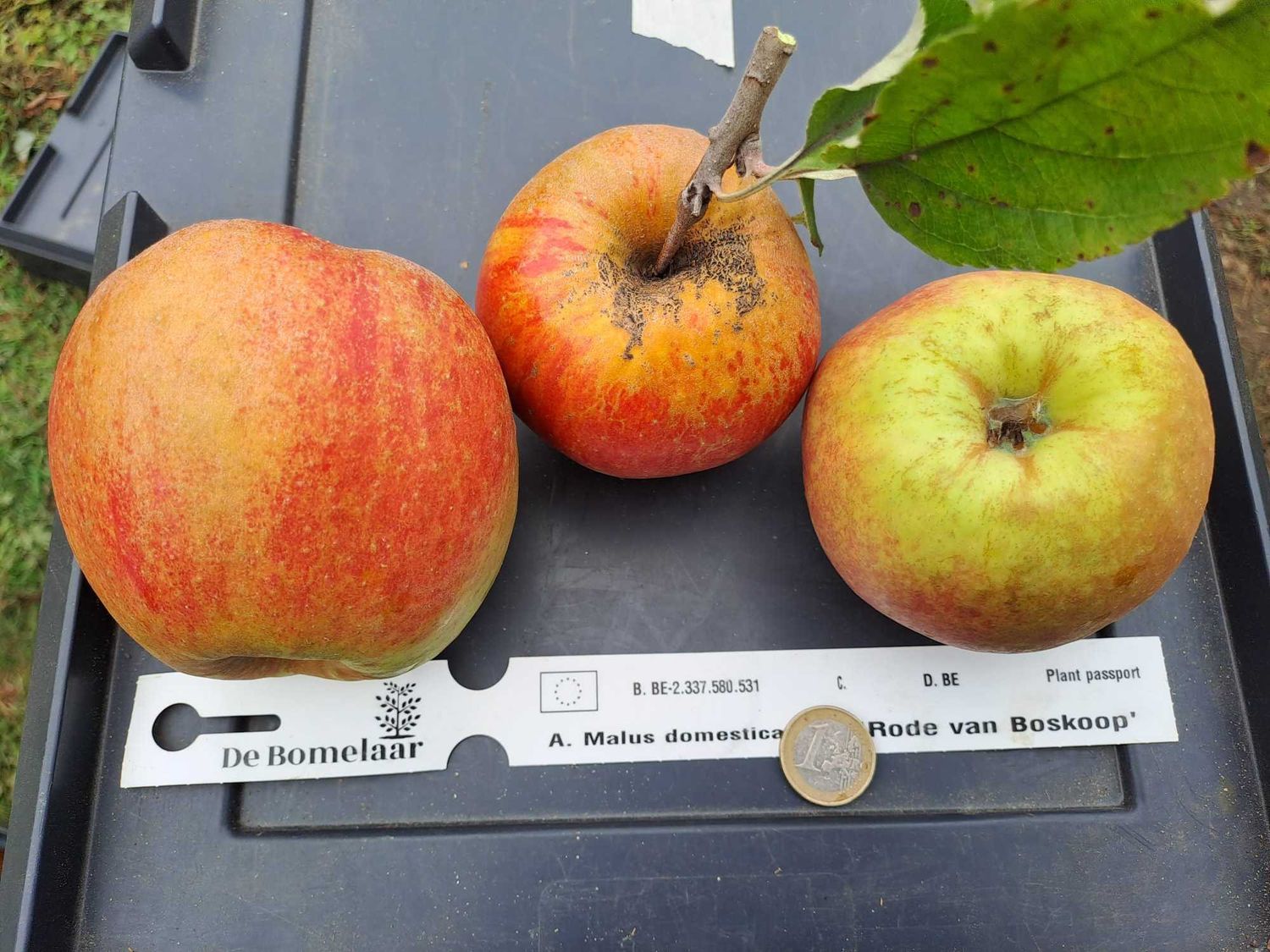 Rode van Boskoop, Schone van Boskoop, Belle de Boskoop, beste appelmoesappel