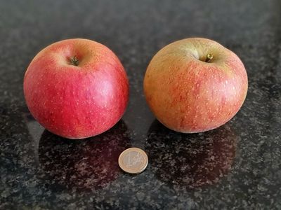 Cox Orange Pippin T12 appel Malus domestica De Bomelaar