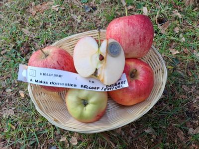 Delcorf Delbare Estival appel pomme Malus domestica De Bomelaar